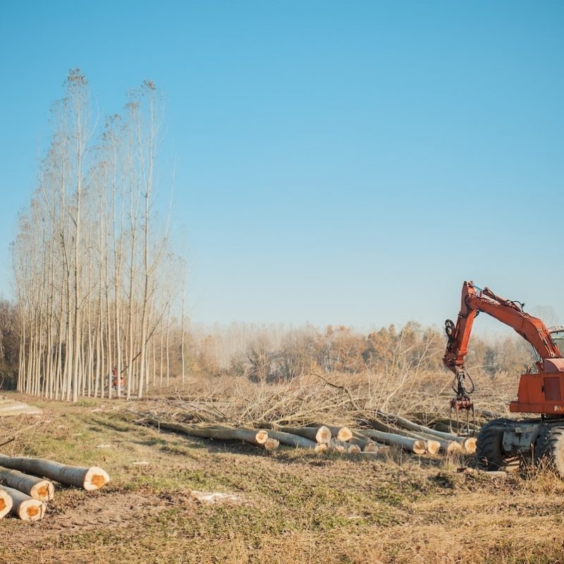 Cutting a forest of poplars: poplars file cut and cranes to move them.
